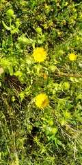 Grindelia squarrosa