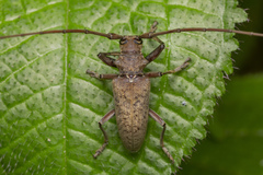Acalolepta rusticatrix
