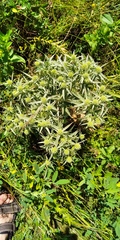 Eryngium campestre
