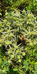 Eryngium campestre