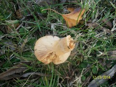 Agaricomycetes