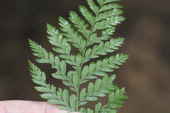 Arachniodes aristata