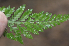 Arachniodes aristata