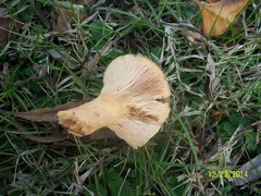 Agaricomycetes