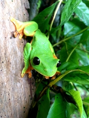 Agalychnis moreletii