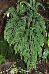 Adiantum formosum