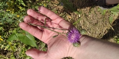 Centaurea scabiosa adpressa
