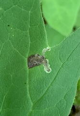 Liriomyza orilliensis