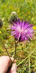 Centaurea scabiosa adpressa