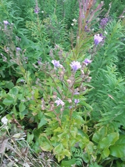 Cicerbita macrophylla uralensis
