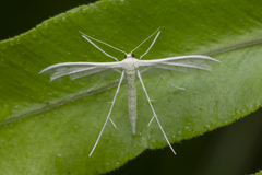 Pterophorus lacteipennis