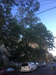 Platanus × hispanica