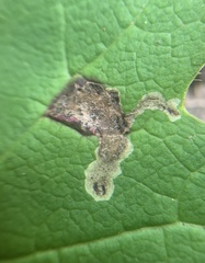 Liriomyza orilliensis