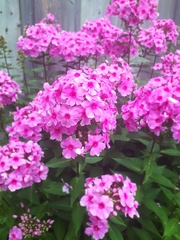 Phlox