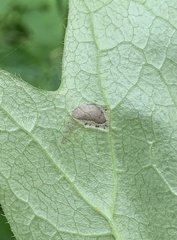 Liriomyza orilliensis