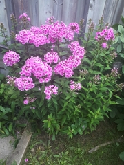Phlox