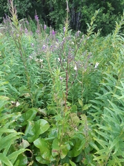 Cicerbita macrophylla uralensis