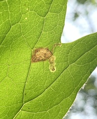 Liriomyza orilliensis