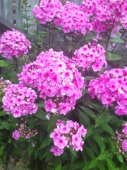 Phlox