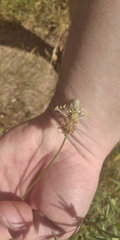Plantago lanceolata