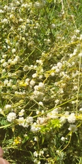 Cuscuta