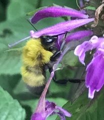 Bombus perplexus