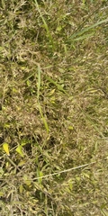 Nepeta parviflora