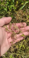 Nepeta parviflora