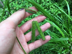 Carex pseudocyperus