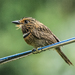 Crescent-chested Puffbird - Photo (c) NINA WENÓLI, some rights reserved (CC BY-NC), uploaded by NINA WENÓLI