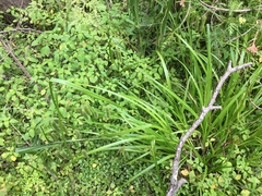 Carex pseudocyperus