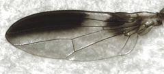 Maorina bimacula