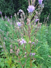 Cicerbita macrophylla uralensis