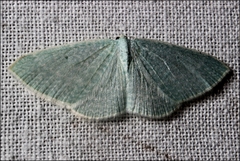 Poecilasthena fragilis