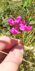 Lathyrus tuberosus