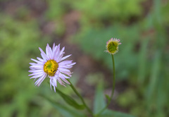 Erigeron aliceae