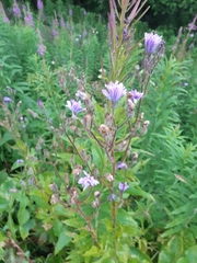 Cicerbita macrophylla uralensis
