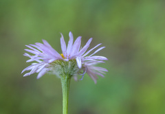 Erigeron aliceae