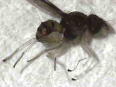 Maorina bimacula