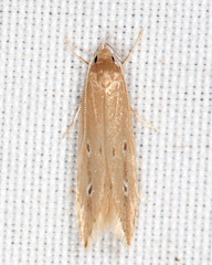 Limnaecia phragmitella