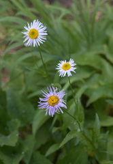 Erigeron aliceae
