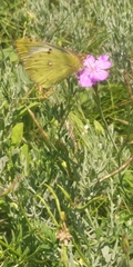 Colias