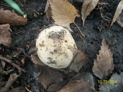 Agaricales