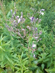 Cicerbita macrophylla uralensis