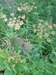 Heracleum sphondylium sibiricum