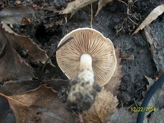Agaricales