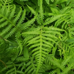 Phegopteris excelsior
