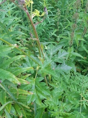 Heracleum sphondylium sibiricum