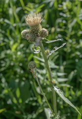 Cirsium remotifolium
