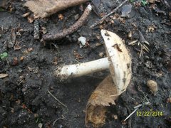 Agaricales